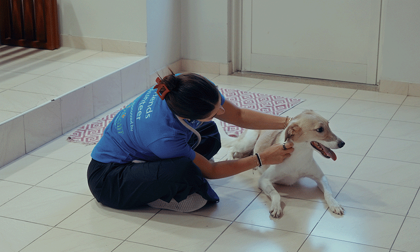 A pet makes a haus a home: helping rescue pets find forever families across the UAE